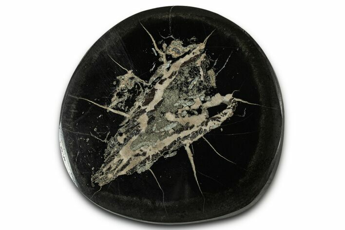 Polished Fish Coprolite (Fossil Poo) Nodule Half - Scotland #355226